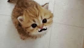 Mustache kitten Blank Meme Template