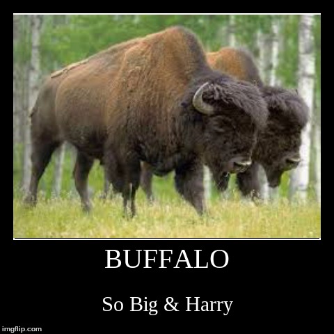 Buffalos | image tagged in funny,demotivationals | made w/ Imgflip demotivational maker