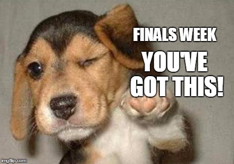 puppy | FINALS WEEK YOU'VE GOT THIS! | image tagged in puppy | made w/ Imgflip meme maker