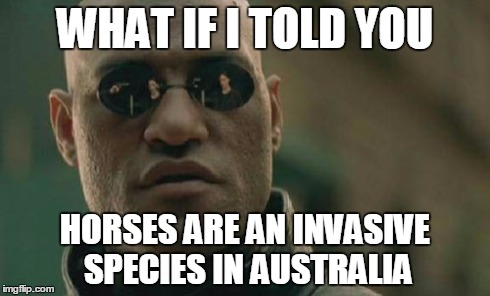 Matrix Morpheus Meme | WHAT IF I TOLD YOU HORSES ARE AN INVASIVE SPECIES IN AUSTRALIA | image tagged in memes,matrix morpheus | made w/ Imgflip meme maker