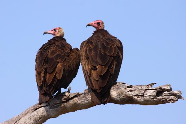 Vultures Blank Meme Template