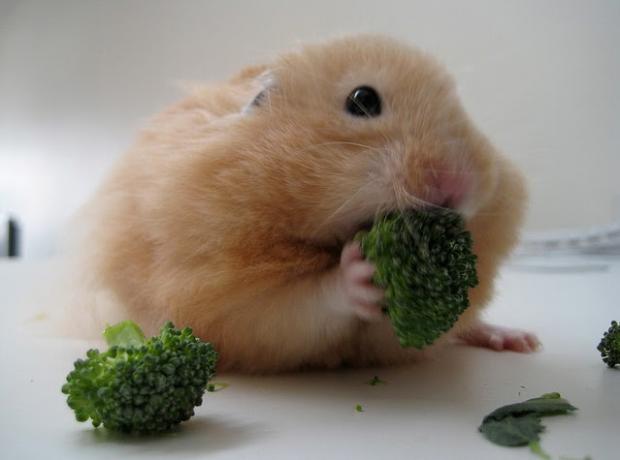 Broccoli Hamster Blank Meme Template