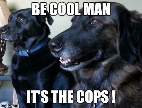 BE COOL MAN IT'S THE COPS ! | image tagged in be cool | made w/ Imgflip meme maker