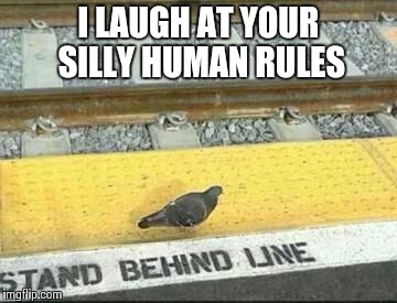 disobedient pigeon | I LAUGH AT YOUR SILLY HUMAN RULES | image tagged in disobedient pigeon | made w/ Imgflip meme maker