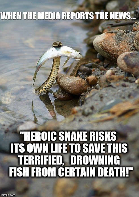 "Pay no attention to that man behind the curtain!"  | "HEROIC SNAKE RISKS ITS OWN LIFE TO SAVE THIS TERRIFIED,   DROWNING   FISH FROM CERTAIN DEATH!" WHEN THE MEDIA REPORTS THE NEWS... | image tagged in snake,lies,memes,funny memes,news,breaking news | made w/ Imgflip meme maker