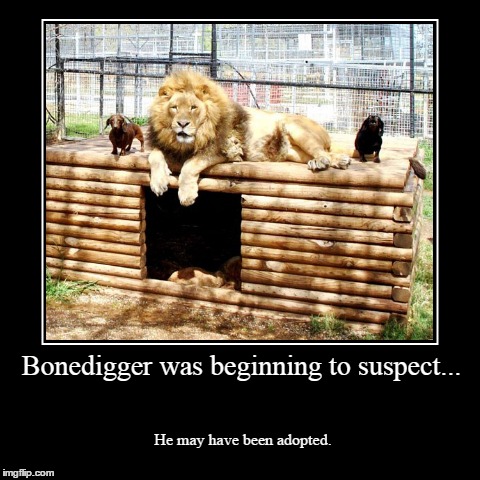 Bonedigger | image tagged in funny,demotivationals,dogs,lion | made w/ Imgflip demotivational maker