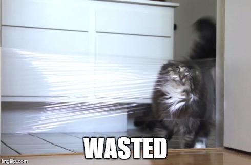 Wasted Cat | WASTED | image tagged in cats,memes,animals,wasted | made w/ Imgflip meme maker