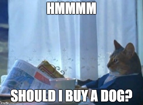 I Should Buy A Boat Cat | HMMMM SHOULD I BUY A DOG? | image tagged in memes,i should buy a boat cat | made w/ Imgflip meme maker