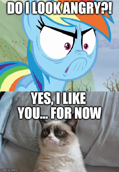 Angry Rainbow Dash and Grumpy Cat | DO I LOOK ANGRY?! YES, I LIKE YOU... FOR NOW | image tagged in grumpy cat,rainbow dash | made w/ Imgflip meme maker
