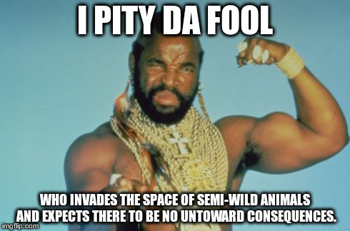 Mr T Meme | I PITY DA FOOL WHO INVADES THE SPACE OF SEMI-WILD ANIMALS AND EXPECTS THERE TO BE NO UNTOWARD CONSEQUENCES. | image tagged in memes,mr t | made w/ Imgflip meme maker