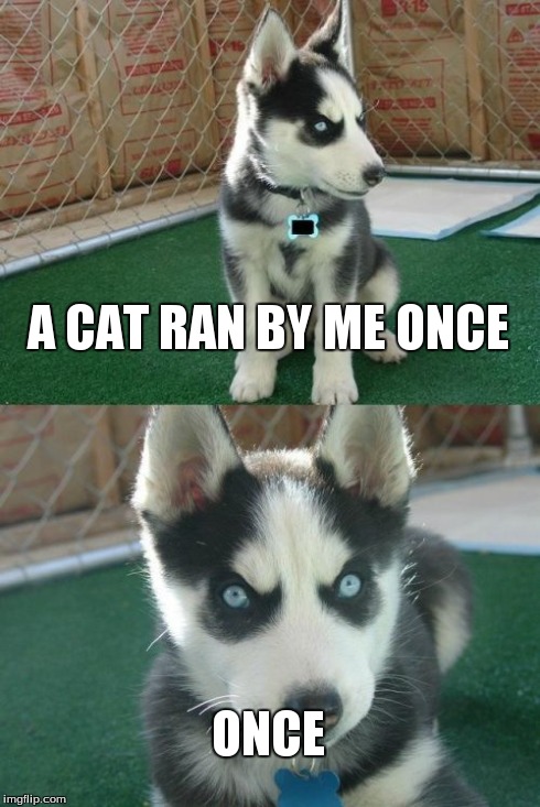 Insanity Puppy Meme | A CAT RAN BY ME ONCE ONCE | image tagged in memes,insanity puppy | made w/ Imgflip meme maker
