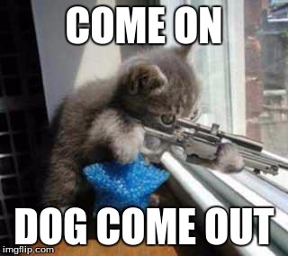 CatSniper | COME ON DOG COME OUT | image tagged in catsniper | made w/ Imgflip meme maker