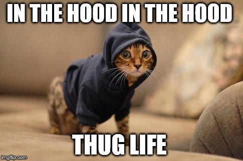 Hoody Cat | IN THE HOOD IN THE HOOD THUG LIFE | image tagged in memes,hoody cat | made w/ Imgflip meme maker