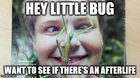 HEY LITTLE BUG WANT TO SEE IF THERE'S AN AFTERLIFE | image tagged in phsyco bug kid | made w/ Imgflip meme maker