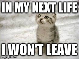 Sad Cat | IN MY NEXT LIFE I WON'T LEAVE | image tagged in memes,sad cat | made w/ Imgflip meme maker