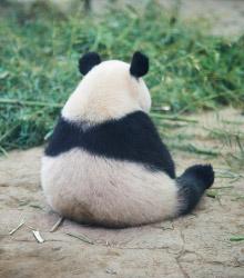 High Quality Sad Panda Blank Meme Template