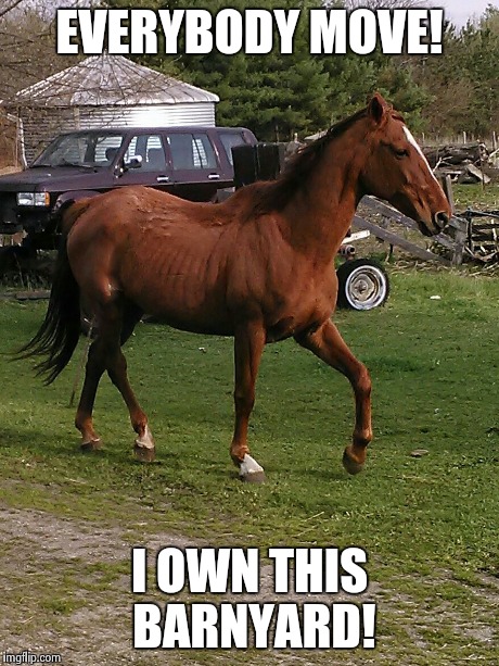 Power trip | EVERYBODY MOVE! I OWN THIS BARNYARD! | image tagged in horse | made w/ Imgflip meme maker