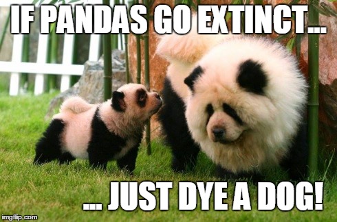 Panda Extinct | IF PANDAS GO EXTINCT... ... JUST DYE A DOG! | image tagged in pandas | made w/ Imgflip meme maker
