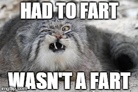 HAD TO FART WASN'T A FART | image tagged in regret cat | made w/ Imgflip meme maker