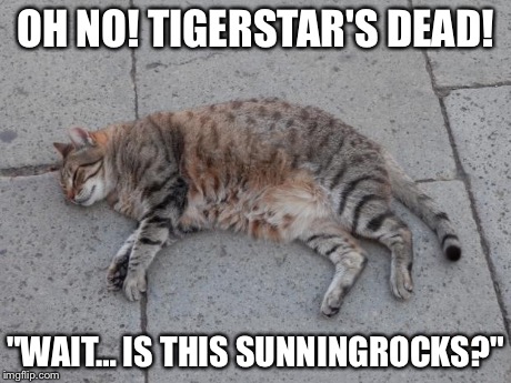 Dead cats can do anything | OH NO! TIGERSTAR'S DEAD! "WAIT… IS THIS SUNNINGROCKS?" | image tagged in dead cats can do anything | made w/ Imgflip meme maker