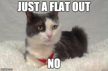 She finds it in complete disbelief | JUST A FLAT OUT NO | image tagged in seriously,cats | made w/ Imgflip meme maker
