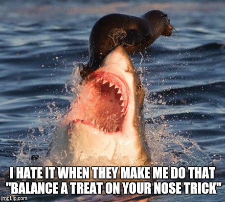 Travelonshark | I HATE IT WHEN THEY MAKE ME DO THAT "BALANCE A TREAT ON YOUR NOSE TRICK" | image tagged in memes,travelonshark | made w/ Imgflip meme maker