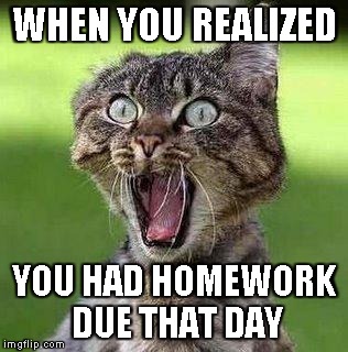 Shocked Cat | WHEN YOU REALIZED YOU HAD HOMEWORK DUE THAT DAY | image tagged in shocked cat | made w/ Imgflip meme maker