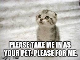 PLEASE TAKE ME IN AS YOUR PET. PLEASE FOR ME. | image tagged in sad cat | made w/ Imgflip meme maker