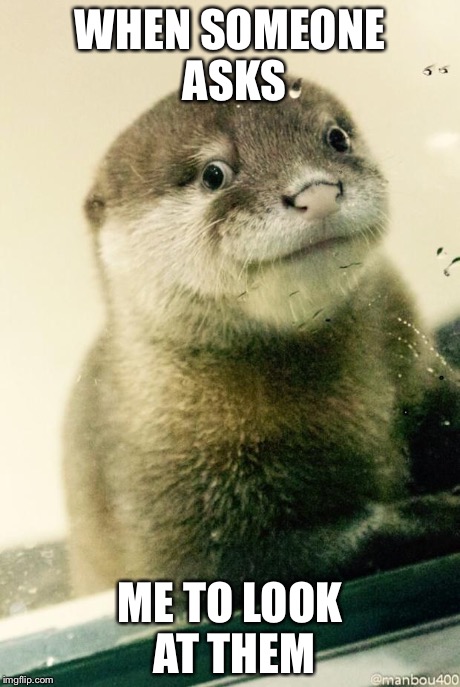 Derp otter  | WHEN SOMEONE ASKS ME TO LOOK AT THEM | image tagged in derp otter | made w/ Imgflip meme maker