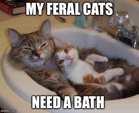 cats in sink | MY FERAL CATS NEED A BATH | image tagged in cats in sink | made w/ Imgflip meme maker