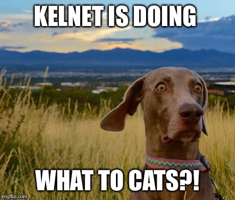 KELNET IS DOING WHAT TO CATS?! | made w/ Imgflip meme maker