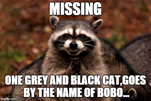 Evil Plotting Raccoon Meme | MISSING ONE GREY AND BLACK CAT,GOES BY THE NAME OF BOBO... | image tagged in memes,evil plotting raccoon | made w/ Imgflip meme maker