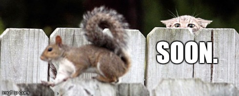Night of the Hunter | SOON. | image tagged in soon,memes,animals,squirrel,cats,stare | made w/ Imgflip meme maker