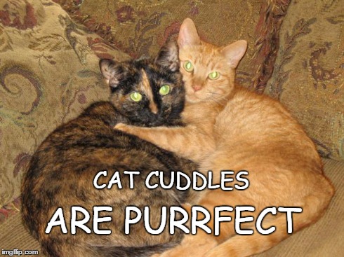 CAT CUDDLES ARE PURRFECT | image tagged in sisters | made w/ Imgflip meme maker