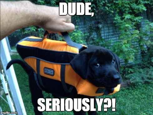 DUDE, SERIOUSLY?! | image tagged in seriously dog | made w/ Imgflip meme maker