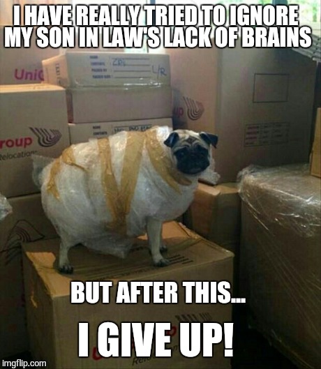 She married a smart one... | I HAVE REALLY TRIED TO IGNORE MY SON IN LAW'S LACK OF BRAINS BUT AFTER THIS... I GIVE UP! | image tagged in memes,funny memes,pug,dog,dumb,wtf | made w/ Imgflip meme maker