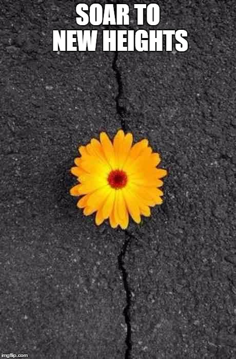 Flower In Concrete | SOAR TO NEW HEIGHTS | image tagged in flower in concrete | made w/ Imgflip meme maker