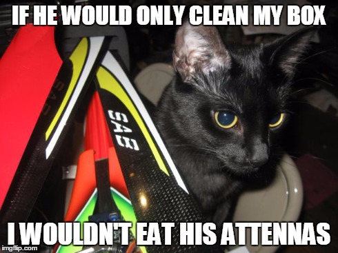 IF HE WOULD ONLY CLEAN MY BOX I WOULDN'T EAT HIS ATTENNAS | image tagged in cat | made w/ Imgflip meme maker