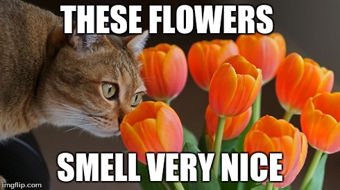 flower cat | THESE FLOWERS SMELL VERY NICE | image tagged in flowers,cats | made w/ Imgflip meme maker