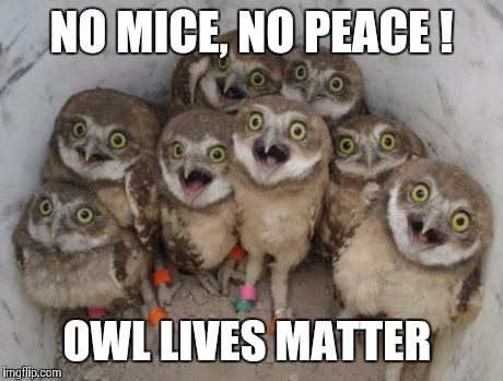 Excited Owls | NO MICE, NO PEACE ! OWL LIVES MATTER | image tagged in excited owls | made w/ Imgflip meme maker