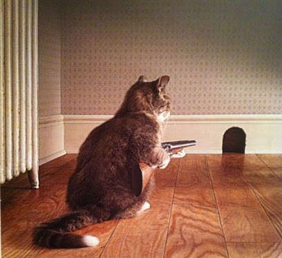 Soon... | image tagged in funny,cats,shotgun