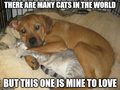 Kitty Cuddle | THERE ARE MANY CATS IN THE WORLD BUT THIS ONE IS MINE TO LOVE | image tagged in dog,cat,love,cuddle | made w/ Imgflip meme maker
