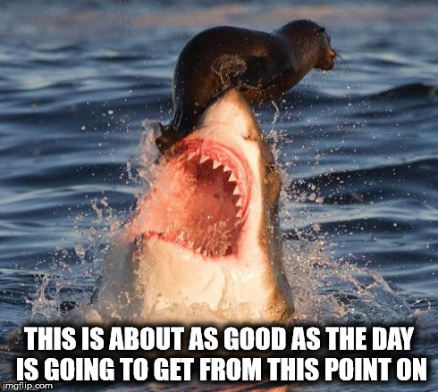 As Good As The Day Gets | THIS IS ABOUT AS GOOD AS THE DAY IS GOING TO GET FROM THIS POINT ON | image tagged in memes,travelonshark,good day | made w/ Imgflip meme maker