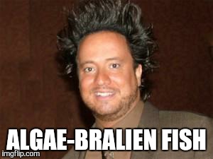 ancient aliens pic | ALGAE-BRALIEN FISH | image tagged in ancient aliens pic | made w/ Imgflip meme maker