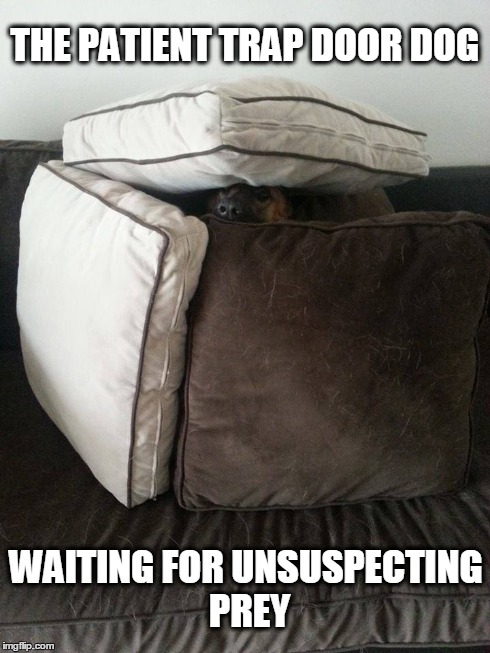 ambush dog | THE PATIENT TRAP DOOR DOG WAITING FOR UNSUSPECTING PREY | image tagged in dog,sneaky,trap,cube,hiding,cute | made w/ Imgflip meme maker