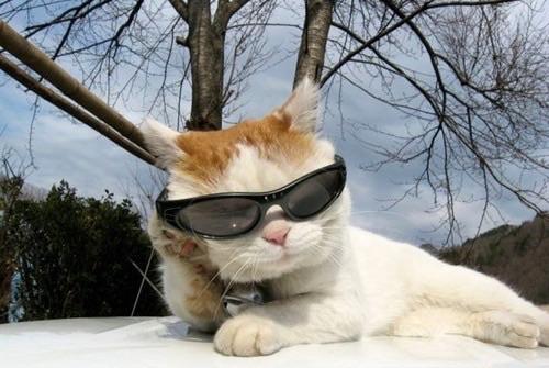 High Quality Cool Sunglasses Cat Blank Meme Template