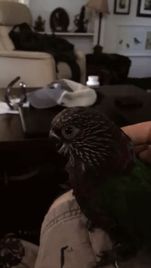 Hawkhead hawkheading | image tagged in gifs,hawkhead,parrot | made w/ Imgflip video-to-gif maker