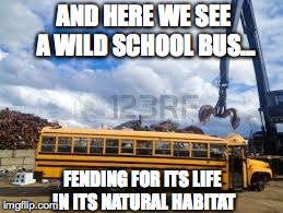 Wild School Bus | AND HERE WE SEE A WILD SCHOOL BUS... FENDING FOR ITS LIFE IN ITS NATURAL HABITAT | image tagged in wild school bus,school | made w/ Imgflip meme maker