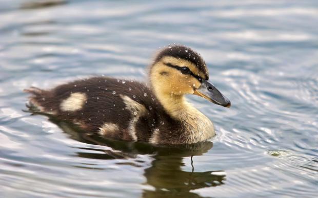 I need advice duckling Blank Meme Template