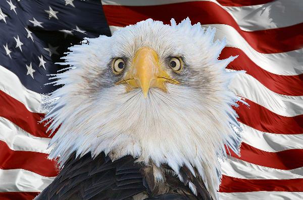 High Quality surprised murica eagle Blank Meme Template